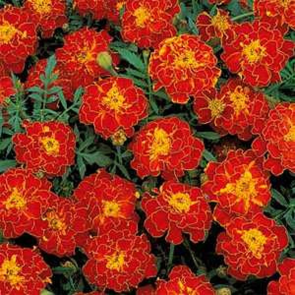 Omaxe Marigold Nana Patula Red Seeds